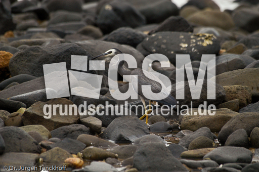 Weißwangenreiher (3 von 3).jpg